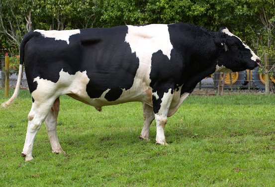 114057 Maire Golddigger