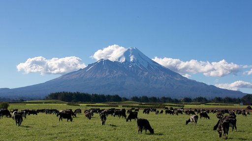 Taranaki Farm