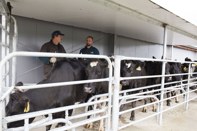 AB facilities that are clean, shaded, and free from distraction will help settle the cows and will improve conception rates on farm