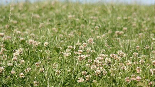 Clover