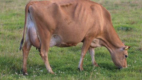 Dam of Favour