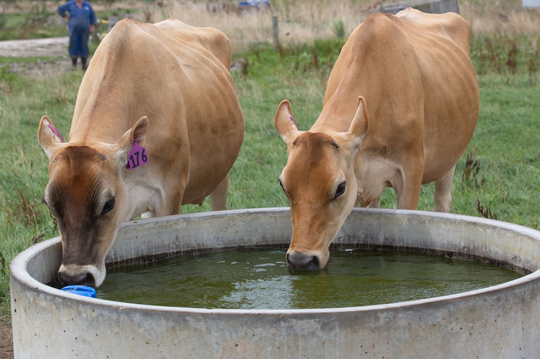 Jerseys drinking from trough