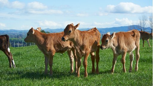 Nature genetics calves