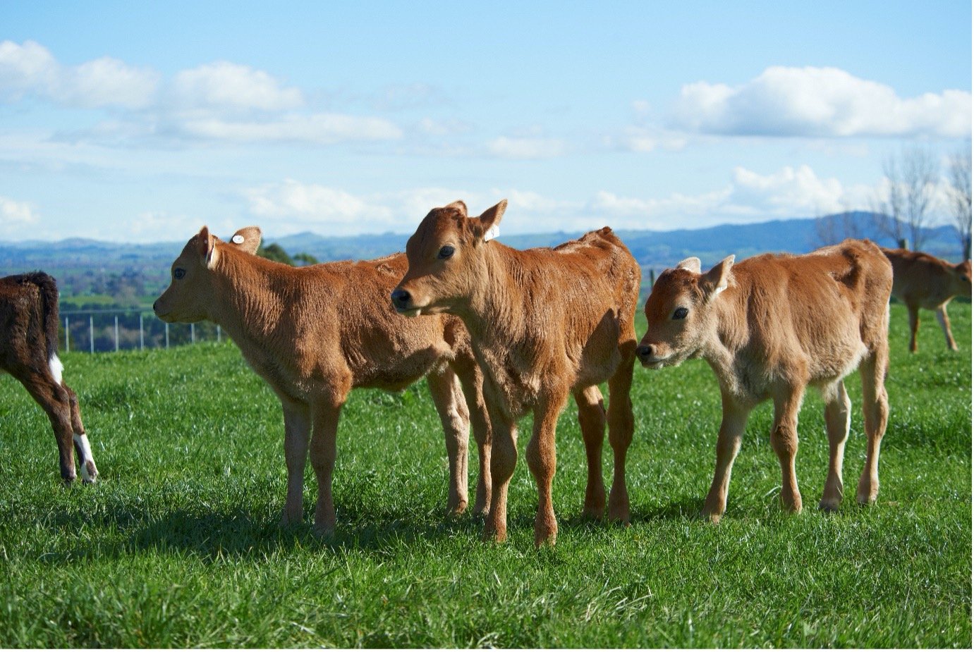Nature genetics calves