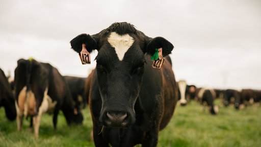Cow