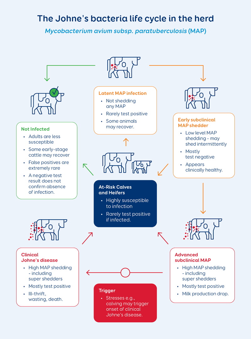 Johne&#x27;s Bacteria Lifecycle