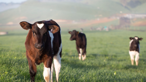 Annual results calf